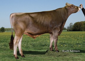 7BS00863 CUTTING EDGE SEAMAN *TM შვიცი წაბლა შვიცური